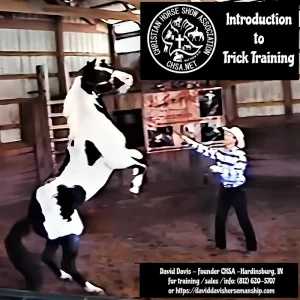 Intro to Trick Horse Training